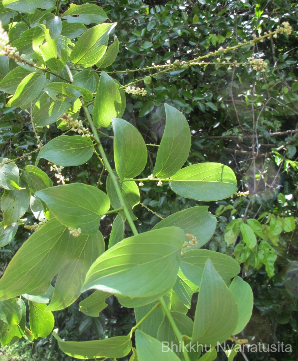 Gouania microcarpa DC.